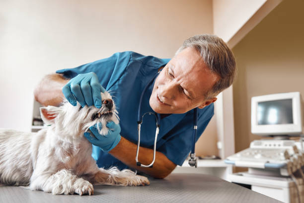 Best Dental Abscess Treatment in Decordova, TX